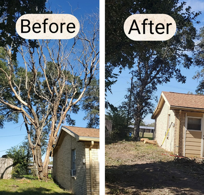 Before and After - Here are some photos of our recent Tree Removal work. We regularly add pictures of the jobs that we finish to show the standard of our work and the wide variety of services that we offer. If you would like to discuss how we can help you please contact us for a free, no obligation chat. 361-648-5559 Before and After - Here are some photos of our recent Tree Removal work. We regularly add pictures of the jobs that we finish to show the standard of our work and the wide variety of services that we offer. If you would like to discuss how we can help you please contact us for a free, no obligation chat. 361-648-5559