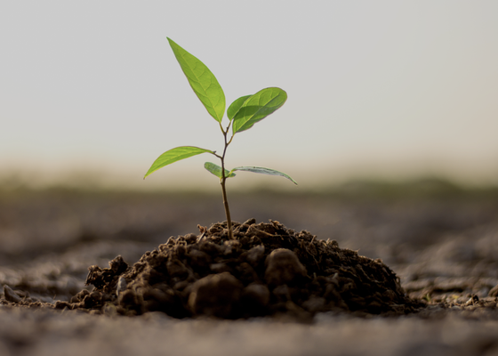 Tree Planting - Call today to book your appointment