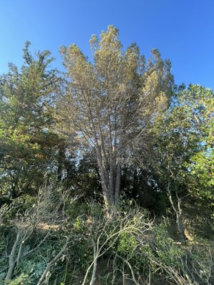 Pine Removal - Pine Removal (Hauled all wood and brush off site) Pine Removal - Pine Removal (Hauled all wood and brush off site)