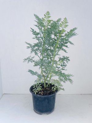 Plantas Frescas - Plantas frescas usadas para la religion yoruba Plantas Frescas - Plantas frescas usadas para la religion yoruba
