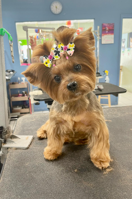 Dog Grooming - Professional dog grooming with a gentle touch. Magno is known for his patience, attention to detail, and compassionate care, creating a calm, low-stress experience for every pup. From puppies to senior dogs, every groom is tailored to your dog's coat, comfort, and personality—so they leave looking great and feeling even better. Dog Grooming - Professional dog grooming with a gentle touch. Magno is known for his patience, attention to detail, and compassionate care, creating a calm, low-stress experience for every pup. From puppies to senior dogs, every groom is tailored to your dog's coat, comfort, and personality—so they leave looking great and feeling even better.