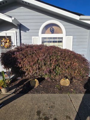 Tree Pruning - 🌲🌿 Keep your trees healthy and looking their best with our professional tree pruning services! Our team at Pacific Arboriculture has the expertise and equipment to safely prune your trees for optimal growth and beauty. Trust us to care for your trees in the Pacific Northwest.
#treecare #pacificnorthwest #pacificarboriculture 🌳🌳🌳 Tree Pruning - 🌲🌿 Keep your trees healthy and looking their best with our professional tree pruning services! Our team at Pacific Arboriculture has the expertise and equipment to safely prune your trees for optimal growth and beauty. Trust us to care for your trees in the Pacific Northwest.
#treecare #pacificnorthwest #pacificarboriculture 🌳🌳🌳