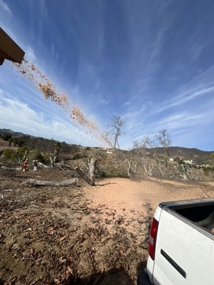 avocado grove tree removals - Del luz fallbrook Ca avocado grove tree removals and topping.