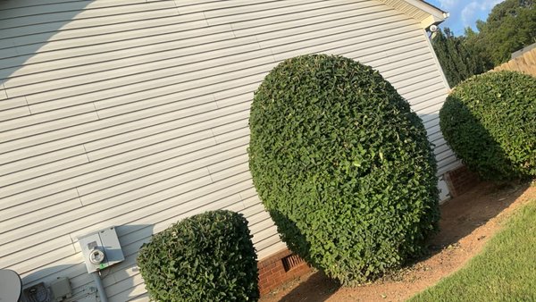 Bush Cleanup - Enhance your outdoor space with our professional lawn maintenance. We specialize in maintaining a durable lawn year round. Our team works with integrity and honesty. We take pride in our attention to detail and commitment to quality, ensuring each visit is completed to your satisfaction.