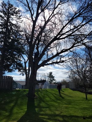 Tree Trimming - Trimmed Poplar Tree in backyard, full clean up.