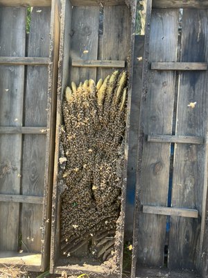 Here are diferente bee infestations on walls, irrigation ground boxes, debris in yards (pallets) . - This are only few pictures of bees intruding in areas and making it home. When you see bees hovering specific area of a structure or yard debris chances are they’re already to intrude or about to intrude once they are in they will start building the hive (honeycomb) and will make it home. Once I come to remove the bees, there are introducing to a beehive box of a Beekeeper as you see in the last picture. ￼