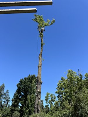Tree removal - Tree's limbs were overweight and starting to break; the client didn't want to risk of damaging the property. Those were very large trees, costumers decided that it was time to replace them with new, growing trees. Tree removal - Tree's limbs were overweight and starting to break; the client didn't want to risk of damaging the property. Those were very large trees, costumers decided that it was time to replace them with new, growing trees.