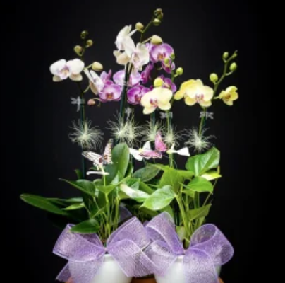Beautiful Orchids and Arrangements - Simply beautiful and fresh cut flowers to your door from Tropical Florals Hawaii celebrating the love of flowers from the Hawaiian islands …… Tropical Flowers only