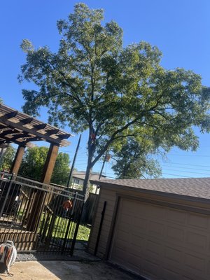 Tree trimming - Tree trimming Tree trimming - Tree trimming
