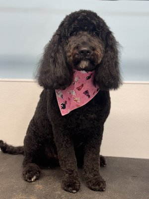Poodles & Doodles 🐩💕 - Poodle & Doodle grooms! Ranging from $65-$120+ depending on size and coat condition/matting Poodles & Doodles 🐩💕 - Poodle & Doodle grooms! Ranging from $65-$120+ depending on size and coat condition/matting