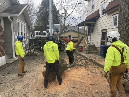 Big Oak Close To The House - A Tight Squeeze! 🌳💪

This massive oak tree was trapped between two houses in a tight space, and the power lines didn't make the job any easier. Our team utilized a crane to carefully maneuver the tree out, ensuring a safe and efficient removal in a very tied space. 

Do you have a tree that grow to big or is in the wrong place? Give us a call or visit our website and request your FREE Estimate.


🌳 Tree Lion LLC 🌳
       Tree Service

Phone: (267) 327-4033
E-Mail: treelionllc@gmail.com
www.treeliontreeservice.com