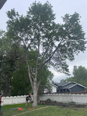 Little ash removal - Our team had a lot of fun removing this tree. Tree had become brittle and was losing limbs is every windstorm Little ash removal - Our team had a lot of fun removing this tree. Tree had become brittle and was losing limbs is every windstorm