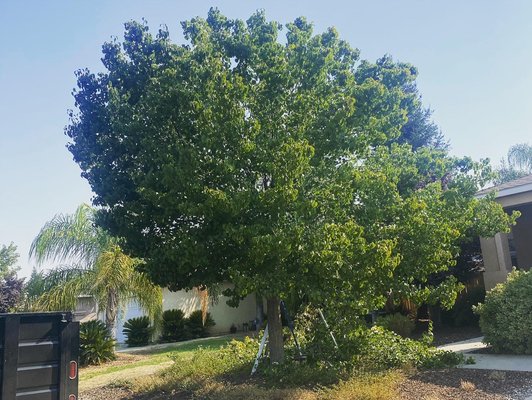 Tree trimming - This 2 beautiful trees needed some love. The results came out great. Give us a call for any tree service needs Tree trimming - This 2 beautiful trees needed some love. The results came out great. Give us a call for any tree service needs