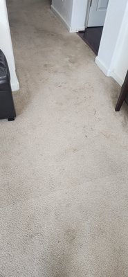 Carpet Urine Stain and Odor Treatment - This was a urine and small stains treatment throughout the entire two story home. There was very minimal almost no odor on this carpet, and vomit clean up as well.
I use a commercial vacuum along with the best products to treat urine and odor. Results were amazing. Carpet Urine Stain and Odor Treatment - This was a urine and small stains treatment throughout the entire two story home. There was very minimal almost no odor on this carpet, and vomit clean up as well.
I use a commercial vacuum along with the best products to treat urine and odor. Results were amazing.