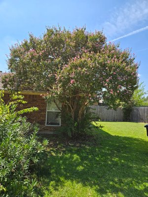Tree removal, clean up - This project was started and finished on September 12, 2025. Customer wanted front right side of house clear of vines growing on wall, and clean up of area. In the front right corner of the house the customer wanted the crepe myrtle cut down. On the left side of the house, the customer wanted specific trees and limbs removed.
