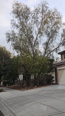 tree removal - “It was a very large tree and it was touching the house. It was a challenge because nothing could fall on the roof and it couldn’t hit the other trees either tree removal - “It was a very large tree and it was touching the house. It was a challenge because nothing could fall on the roof and it couldn’t hit the other trees either