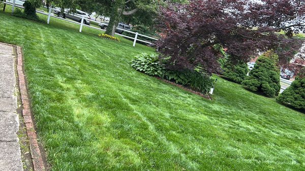 Nice. Grass cut - Nice grass cut andTrimmed Bush Nice. Grass cut - Nice grass cut andTrimmed Bush