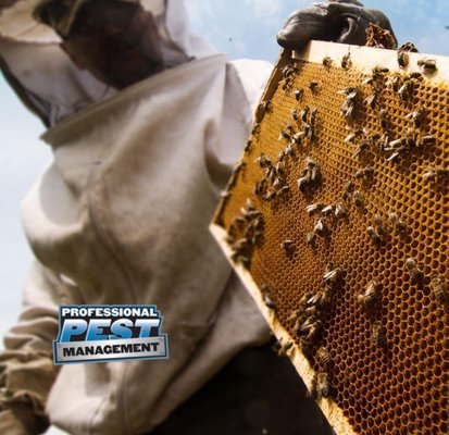 Save the Bees - Give us a call to save the bees! 877.232.3055 Where possible we like to save the bees and take them to our family apiary.  Give us a call for a free inspection.