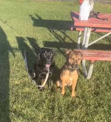 Gracie and Layla 2022 - Gracie and Layla came to us with serious people aggression, a bite record, barrier aggression, fear of people, and separation anxiety.