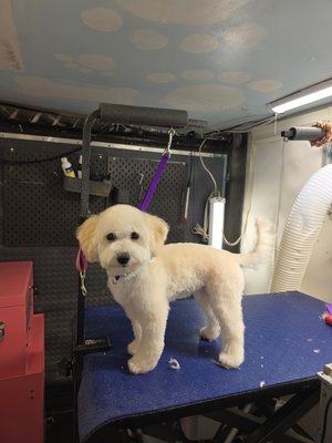 Baby Alora 08/30/26 - This is the sweet and cute Alora, she is a 5 month old puppy.  Today we worked in getting her use to the sounds and smells and everything that comes with grooming.  She is a mix of Maltese/poodle.  And she did absolutely amazing with everything. The only thing she wasn't too crazy about was the grooming on the head with the clippers. but eventually she will get use to it..  even thought I had troubles there, she pretty much fell asleep when I was using the shears around her face.  Till next time Alora!