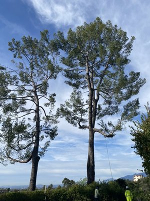Tree projects 2022 - These are some projects we completed last year. Tree projects 2022 - These are some projects we completed last year.