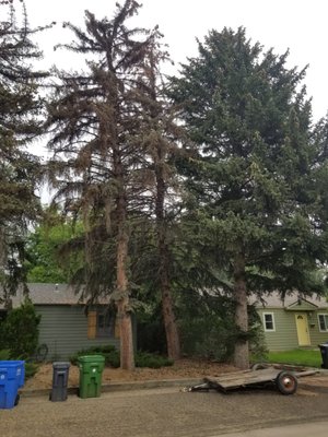 Infected Spruce Removal - These sprues tree were infected with bark beetles and were dying. Unfortunately, the pests were noticed too late and the trees needed to be removed. We were able to remove the trees and clean up all debris quickly to stop the beetles from spreading to the neighbors trees.