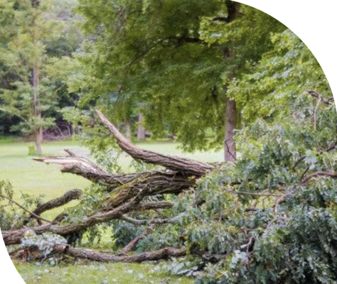 Emergency Services - We'll Help You Weather the Storm!
Lean on us for emergency tree services in Granite Falls, WA
If you've ever heard the sound of a tree fall Emergency Services - We'll Help You Weather the Storm!
Lean on us for emergency tree services in Granite Falls, WA
If you've ever heard the sound of a tree fall