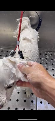 Grooming mobile - Grooming mobile Grooming mobile - Grooming mobile