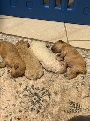 Toy poodle puppies available now - I currently have three apricot colored female puppies available one white colored male put available they’ll be ready for adoption December 23,2024 in time for Christmas and also we have a male that’s 6 months old golden colored ready for adoption now please call me at (251) 481-8719 to make a reservation and deposit for your new puppy