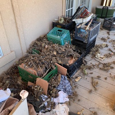 Pack Rat Control - Pack rats? Contact us today for a free pack rat evaluation! Protecting Tucson from rodents and pack rats for over 70 Years!