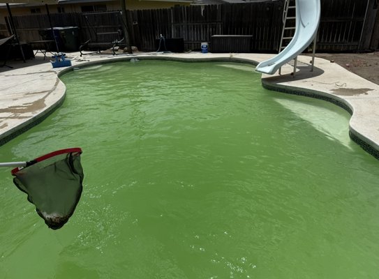 Green to Clean - What a difference a little care can make! When we first arrived, this local pool was completely green—cloudy water, algae buildup, and unsafe for swimming. It had clearly been neglected for some time and needed a full treatment to restore its clarity and cleanliness.
After a thorough assessment, we treated the water with a combination of shock, algaecide, and balanced the chemical levels to bring everything back into proper alignment. With careful brushing, vacuuming, and filtration, the transformation began to take shape.
Now, the pool is crystal clear, safe, and ready for swimmers again! Not only does it look inviting, but the water is also properly sanitized and balanced. Another successful rescue—we love turning green pools into sparkling blue oases! Green to Clean - What a difference a little care can make! When we first arrived, this local pool was completely green—cloudy water, algae buildup, and unsafe for swimming. It had clearly been neglected for some time and needed a full treatment to restore its clarity and cleanliness.
After a thorough assessment, we treated the water with a combination of shock, algaecide, and balanced the chemical levels to bring everything back into proper alignment. With careful brushing, vacuuming, and filtration, the transformation began to take shape.
Now, the pool is crystal clear, safe, and ready for swimmers again! Not only does it look inviting, but the water is also properly sanitized and balanced. Another successful rescue—we love turning green pools into sparkling blue oases!