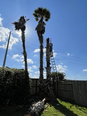 Palm tree service - This customer wanted 3 palm trees cut down to the stump and trash take away Palm tree service - This customer wanted 3 palm trees cut down to the stump and trash take away