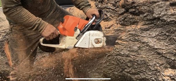 Tree Removal in Spring Branch - Tree was rotting, dying in slow phase but it had to come out for safety reasons ! Tree Removal in Spring Branch - Tree was rotting, dying in slow phase but it had to come out for safety reasons !
