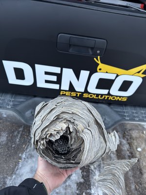 Wasp and Hornet Control - Our team quickly responded and removed a large bald faced hornet nest from a customers backyard. We offer comprehensive stinging insect control programs to to remove and prevent future infestation. Wasp and Hornet Control - Our team quickly responded and removed a large bald faced hornet nest from a customers backyard. We offer comprehensive stinging insect control programs to to remove and prevent future infestation.