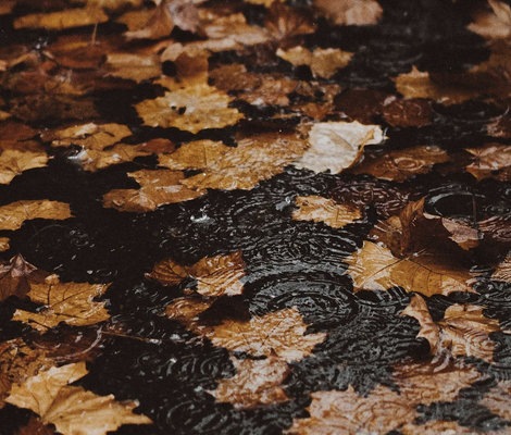 Leaf Removal & Cleanup Services - Keep your lawn and gardens well-maintained and healthy with our leaf removal and cleanup services. Dead, compacted leaves are harmful to your lawn and garden. We remove dead leaves, broken branches and sticks, garbage, and other debris to leave your property looking well maintained and your shrubs, plants, and trees protected and healthy. Our maintenance services include tree and shrub pruning so your landscaping will look fresh and trimmed next spring!