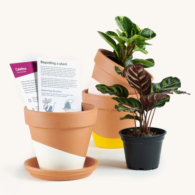 Plant Subscription - We have designed a plant subscription that helps you build confidence in plant care! We ship nationwide, and offer a very economical option for our NY subscribers to PICK-UP from our Greenpoint location. Plant Subscription - We have designed a plant subscription that helps you build confidence in plant care! We ship nationwide, and offer a very economical option for our NY subscribers to PICK-UP from our Greenpoint location.