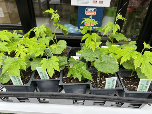 New seedlings for your garden! - Get your green thumbs up, Fill your gardens with delicious vegetables. New seedlings for your garden! - Get your green thumbs up, Fill your gardens with delicious vegetables.