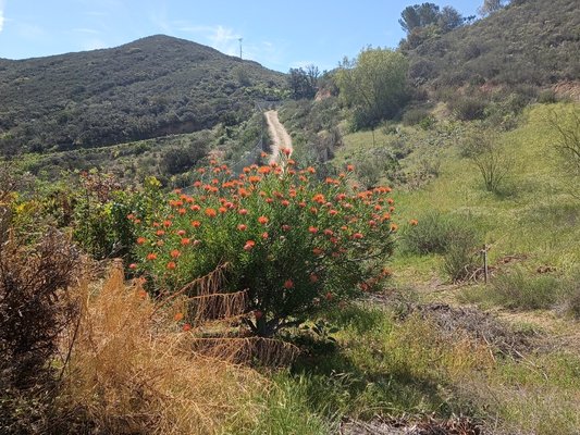 Mountainside flower fields, Homesite and biking trail before photos - This is an ongoing project farm we are rebuilding. protea fields, roads through mountainsides, homes and barns being rebuilt. We will regularly update these photos as we make progress so you can see the breadth of our skills as company owners. Mountainside flower fields, Homesite and biking trail before photos - This is an ongoing project farm we are rebuilding. protea fields, roads through mountainsides, homes and barns being rebuilt. We will regularly update these photos as we make progress so you can see the breadth of our skills as company owners.