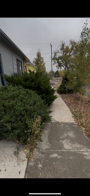 Curb appeal/sidewalk access - This project took one day, it entailed mowing the back lawn and removing weeds. Trimming the bushes along the front of the house to allow for sidewalk access. As well as pulling over 300lbs of tumbleweeds along the back fence. Curb appeal/sidewalk access - This project took one day, it entailed mowing the back lawn and removing weeds. Trimming the bushes along the front of the house to allow for sidewalk access. As well as pulling over 300lbs of tumbleweeds along the back fence.