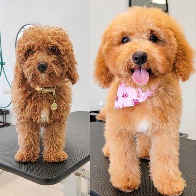 Same-Day Services - Book Online - 714-593-0188 - Book NOW: https://booking.moego.pet/ol/book?name=ButterPawsPetSalon
Calling all pet lovers in Huntington Beach, CA, and the surrounding areas! 🐾 Get ready for a tail-wagging good time at Butter Paws Pet Salon – where the celebration never stops! 🎉
We're thrilled to invite you to join in the fun and enjoy fantastic discounts on all our top-notch pet grooming services! Yes, you heard that right! 🎊 Your furry companions deserve the very best, and we're here to make it happen while saving you some cash.
Why Should You Celebrate with Us?
🐶 Professional Grooming Expertise: Our talented team of groomers has the skills and passion to pamper your pets like royalty. From stylish trims to luxurious spa treatments, we'll have your furry friends looking and feeling fabulous!
🏆 Tailored Pet Care: Every pet is unique, and we believe their grooming experience should be too! We'll customize our services to cater to your pet's specific needs, ensuring they receive the special treatment they deserve.
🌟 Top-Notch Facilities: Our salon is a haven for pets – modern, clean, and fully equipped with the latest pet grooming essentials. Your pets will feel right at home in our welcoming environment.
❤️ Genuine Love for Animals: At Butter Paws, we wear our love for animals on our sleeves. The happiness and well-being of your pets are at the core of everything we do. Rest assured, they'll be in the caring hands of fellow pet enthusiasts! Same-Day Services - Book Online - 714-593-0188 - Book NOW: https://booking.moego.pet/ol/book?name=ButterPawsPetSalon
Calling all pet lovers in Huntington Beach, CA, and the surrounding areas! 🐾 Get ready for a tail-wagging good time at Butter Paws Pet Salon – where the celebration never stops! 🎉
We're thrilled to invite you to join in the fun and enjoy fantastic discounts on all our top-notch pet grooming services! Yes, you heard that right! 🎊 Your furry companions deserve the very best, and we're here to make it happen while saving you some cash.
Why Should You Celebrate with Us?
🐶 Professional Grooming Expertise: Our talented team of groomers has the skills and passion to pamper your pets like royalty. From stylish trims to luxurious spa treatments, we'll have your furry friends looking and feeling fabulous!
🏆 Tailored Pet Care: Every pet is unique, and we believe their grooming experience should be too! We'll customize our services to cater to your pet's specific needs, ensuring they receive the special treatment they deserve.
🌟 Top-Notch Facilities: Our salon is a haven for pets – modern, clean, and fully equipped with the latest pet grooming essentials. Your pets will feel right at home in our welcoming environment.
❤️ Genuine Love for Animals: At Butter Paws, we wear our love for animals on our sleeves. The happiness and well-being of your pets are at the core of everything we do. Rest assured, they'll be in the caring hands of fellow pet enthusiasts!