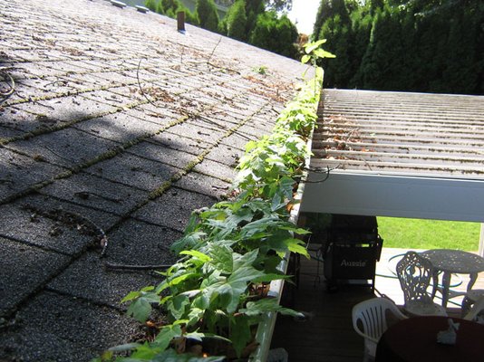 Gutter Clean Before & After - These gutters had a garden growing out of them! We got them sparkling again and flushed the downspouts so they were flowing like waterfalls! We always provide a thorough cleanup with all of our more messy projects. Gutter Clean Before & After - These gutters had a garden growing out of them! We got them sparkling again and flushed the downspouts so they were flowing like waterfalls! We always provide a thorough cleanup with all of our more messy projects.