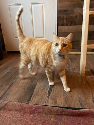 Cat Accommodations - Our light filled cat cabin offers nature white noise, Feliway diffusers and an opportunity for each kitty to view the outdoor courtyard from the comfort of their temperature controlled perch.