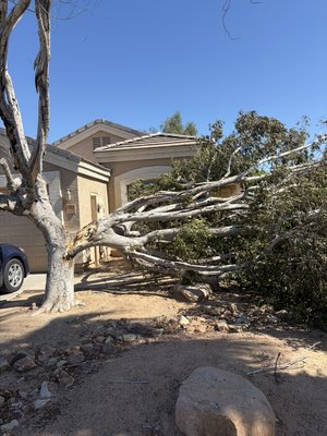 Tree removal - This tree had to be removed due to a split in the middle of the tree caused by high winds Tree removal - This tree had to be removed due to a split in the middle of the tree caused by high winds