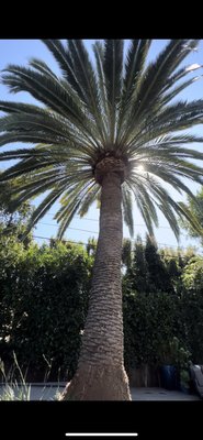 Tree Trimming Experts Since 2003 - Call/Text 424-227-1314 - This is a tree trimming that was completed in the city of Santa Monica, CA.  We did multiple trims throughout the property, but the focal point was the palm tree. The customer requested that we performed work by using a ladder as he didn’t want us to use spikes on the tree. Our team took the proper safety measures to ensure we completed the work without any safety issues! The palm was cleaned up of any dry leafs and trimmed about 4 rows up and re-shaped the pineapple.