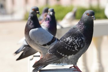Pigeon Services - Pigeon control and extermination services to protect your property from damage, noise, and health hazards.