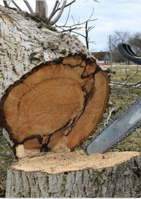 Tree Removal - When you choose Big Mountain Tree Services, you're opting for reliable and safe tree removal services in Columbia Falls, Whitefish, Kalispell, and the surrounding areas. Our services are designed to prioritize your safety and the beauty of your property. Whether you're dealing with hazardous trees or planning a construction site, our initial site inspection and assessment ensure a tailored approach. We focus on planning a safe removal approach and guarantee thorough site cleanup and debris disposal. Need a clearer view or have residential driveway concerns? We've got you covered.

Contact us now to schedule professional tree removal service