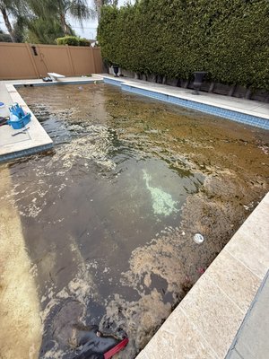 Pool water restoration - This project involved the full restoration of a severely algae-infested residential pool. Through a multi-step process including debris removal, chemical rebalancing, filtration system optimization, and shock treatment, & successfully transformed the water from green and cloudy to crystal clear and swim-ready — all within a matter of days