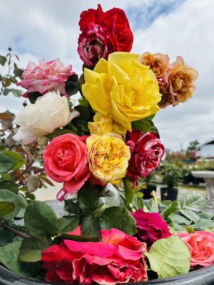 Roses - Are you a rose fanatic? We are, and you'll have a huge variety of beautiful roses to choose from at Orchard's Nursery! We carry Star, Weeks, Certified Roses and David Austin Roses. You can plant roses anytime in the growing season, but you might have the best results if you try for early spring as the weather begins to warm up (or whenever Pacific Northwest weather says we are going to warm up). Roses can be a beautiful way to add a splash of color and variety to your landscape and with a small amount of maintenance, healthy roses can really give you that “wow factor” you might be looking for in your yard. We have the tools and fertilizer options you need to give your roses exactly what they need to really thrive. Roses are a seasonal item, so call us to find out when our selection will be available! Roses - Are you a rose fanatic? We are, and you'll have a huge variety of beautiful roses to choose from at Orchard's Nursery! We carry Star, Weeks, Certified Roses and David Austin Roses. You can plant roses anytime in the growing season, but you might have the best results if you try for early spring as the weather begins to warm up (or whenever Pacific Northwest weather says we are going to warm up). Roses can be a beautiful way to add a splash of color and variety to your landscape and with a small amount of maintenance, healthy roses can really give you that “wow factor” you might be looking for in your yard. We have the tools and fertilizer options you need to give your roses exactly what they need to really thrive. Roses are a seasonal item, so call us to find out when our selection will be available!