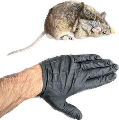 Roof Rat Removal - Roof rats are common nuisances calls in Arizona. Efforts towards removal should focus on trapping and sealing/excluding the home against new occurrences. Roof Rat Removal - Roof rats are common nuisances calls in Arizona. Efforts towards removal should focus on trapping and sealing/excluding the home against new occurrences.