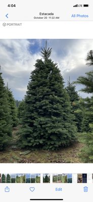 Oregon Christmas Tree Farm - Our Christmas Trees are looking Amazing for the Season!! Oregon Christmas Tree Farm - Our Christmas Trees are looking Amazing for the Season!!